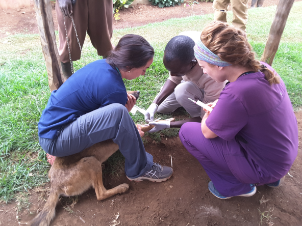 1.	Field veterinary work in Meru  