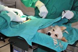 Department of Veterinary Pathology, Microbiology & Parasitology
